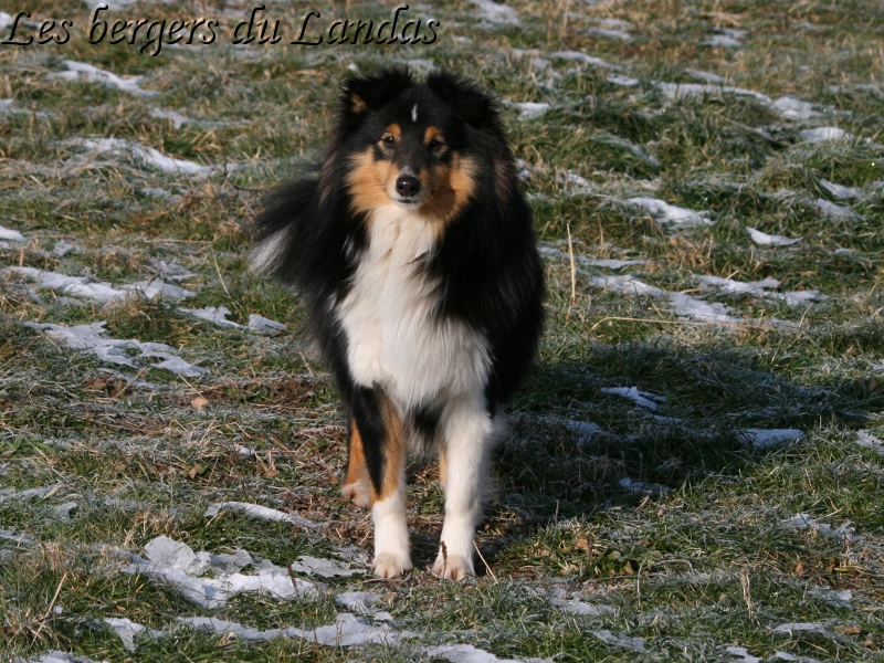 Gedaï black star Of Pretty Countess