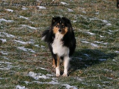 Of Pretty Countess - Gedaï, 11 mois.
