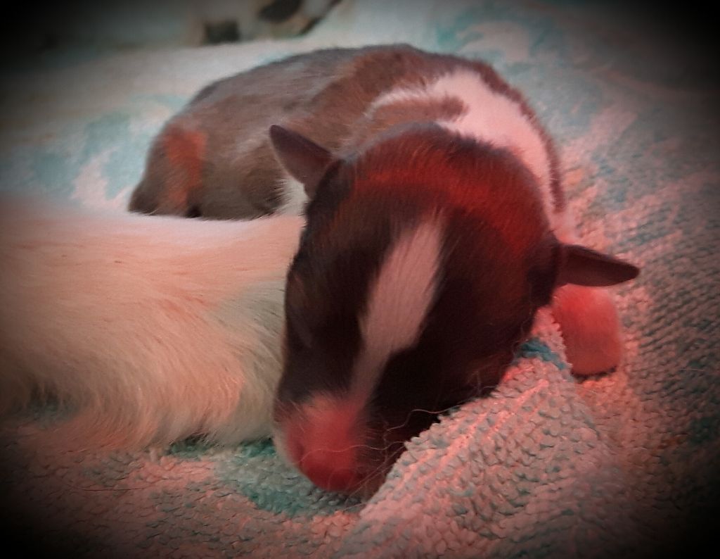 Of Pretty Countess - Naissance des chiots de Hélia