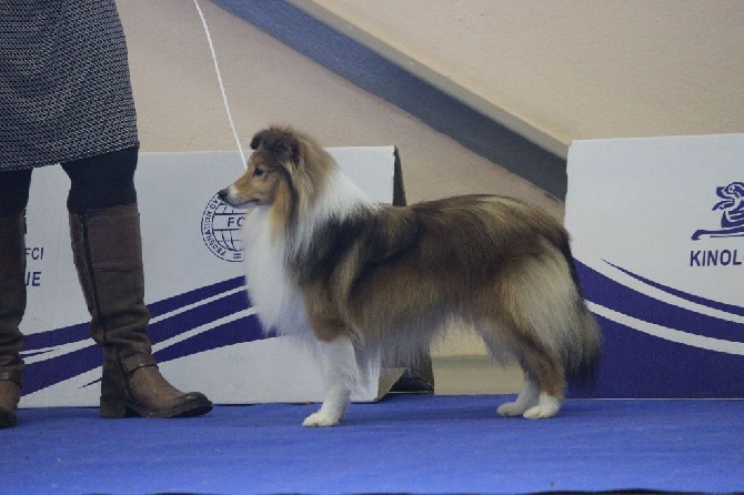 Of Pretty Countess - Slovénie le 20 et 21 février double CACIB