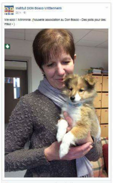 Of Pretty Countess - Miniminie la Sheltie qui a tout d' une grande !