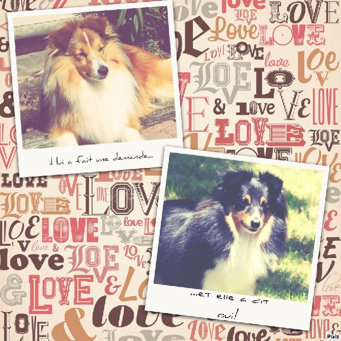 Of Pretty Countess - Bientôt d' adorables petits Shelties chez nous