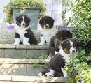 Of Pretty Countess - Ce ne sont pas des Shetland mais...
