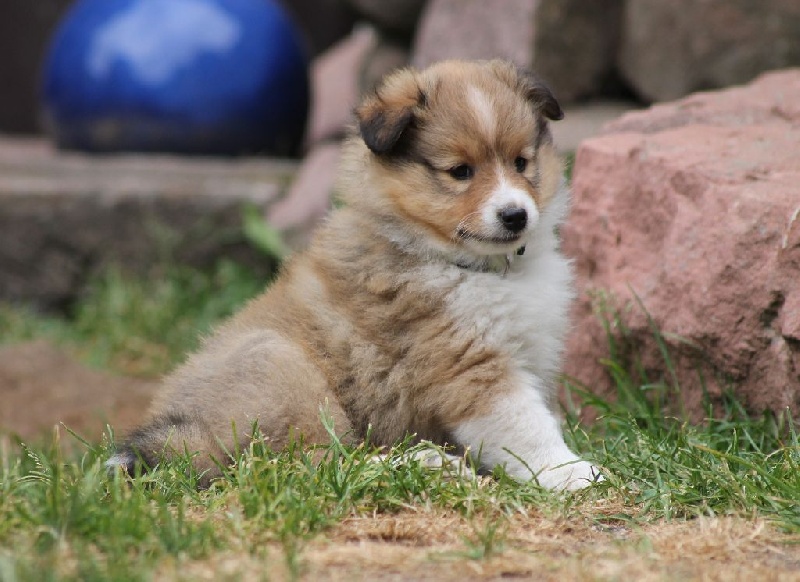 Of Pretty Countess - Shetland Sheepdog - Portée née le 14/05/2014